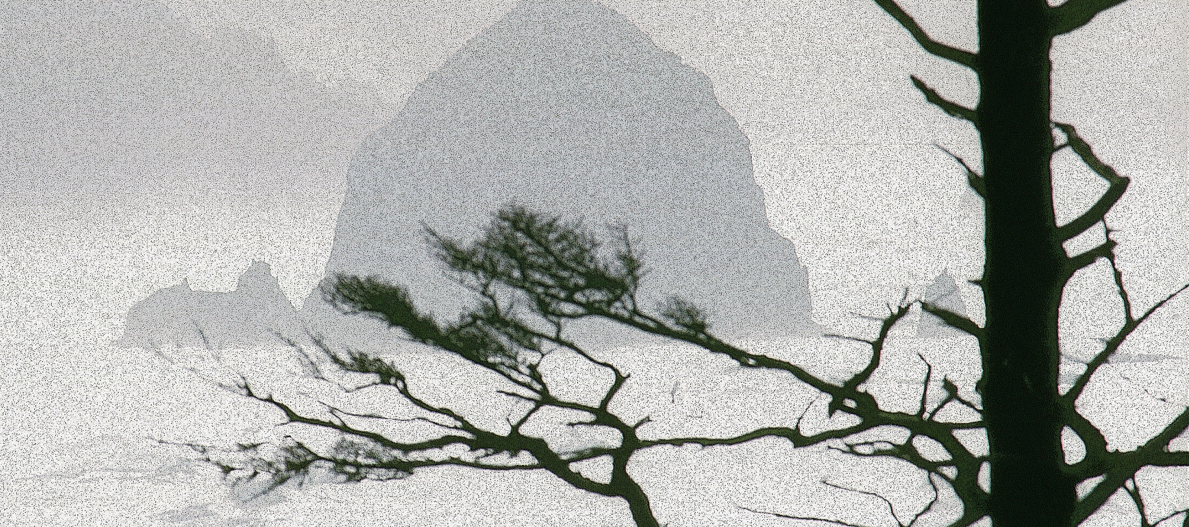 Bare tree branches against a textured sky — Pacific Northwest nature